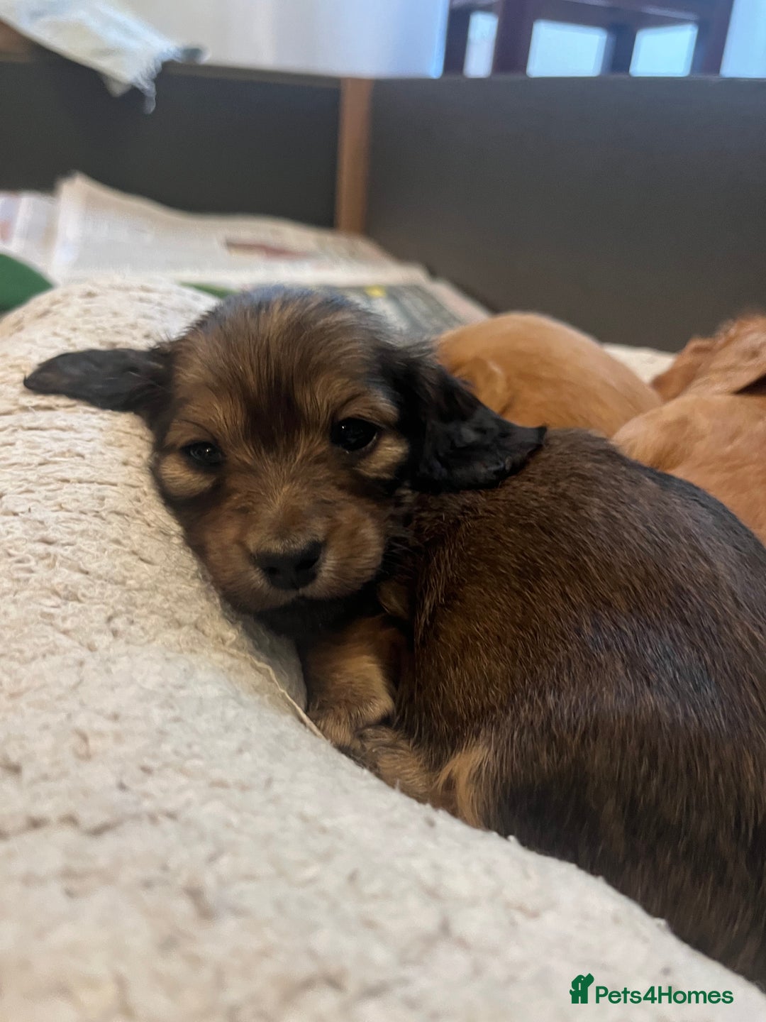 Miniature Dachshund dogs for sale: Red & Shaded Cream! KC Mini Long Haired Dachshunds - Image 10