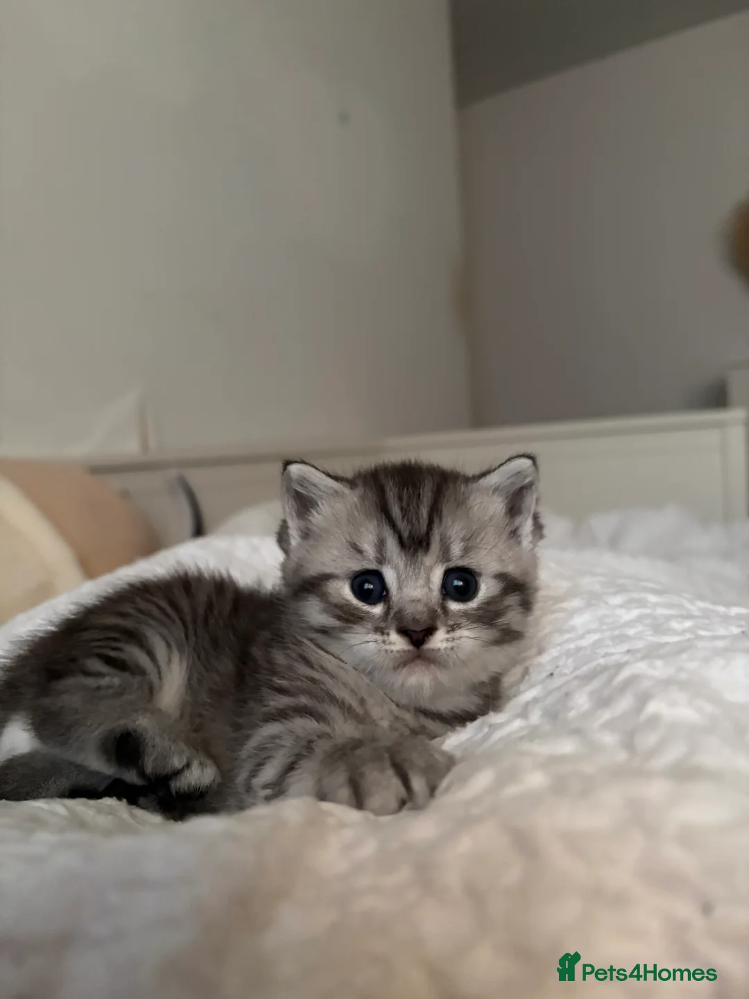 Mixed Breed cats for sale: 4 adorable grey and white kittens  - Advert 17