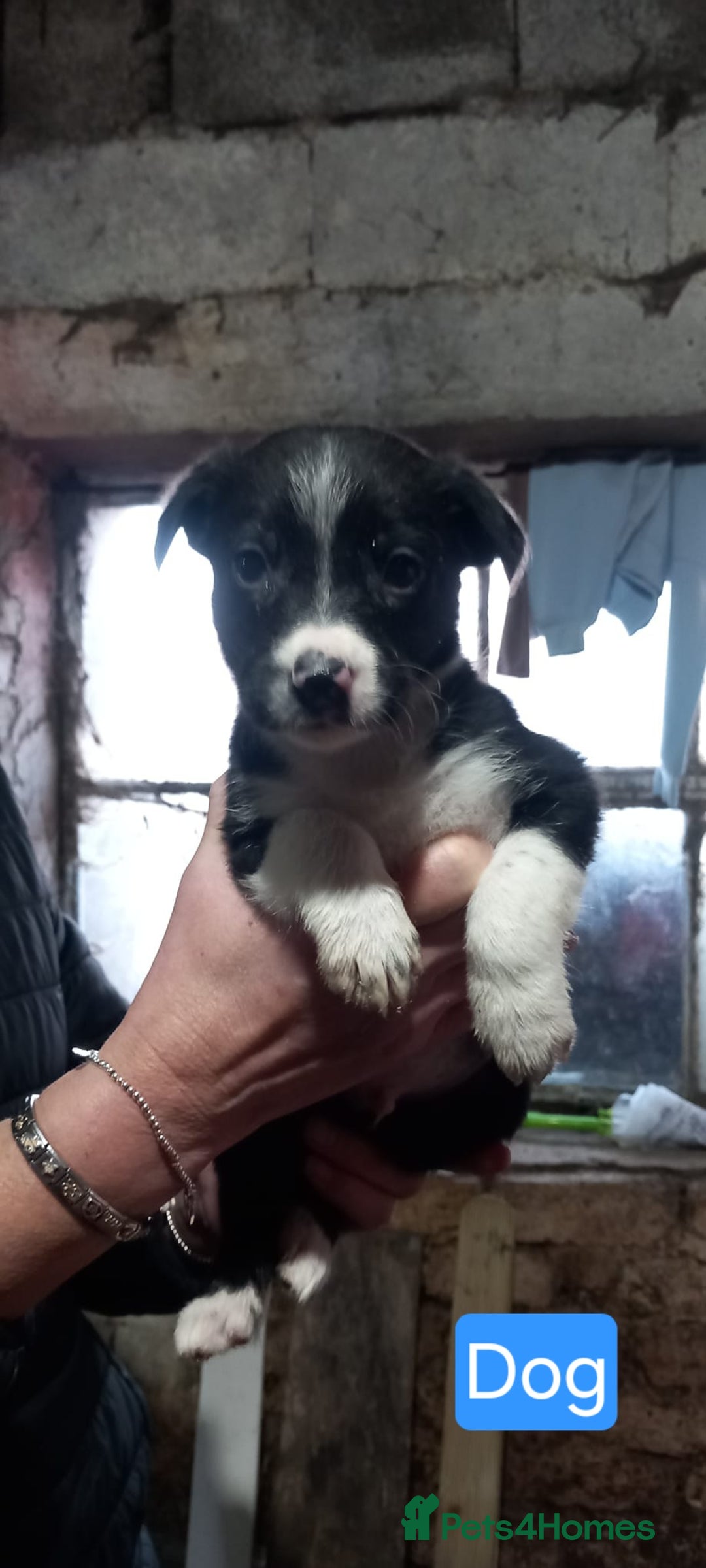 Border Collie dogs for sale: Border Collie Pups - Advert 1