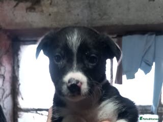 Border Collie dogs Border Collie Pups - Advert 4