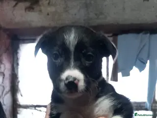 Border Collie dogs Border Collie Pups - Advert 7