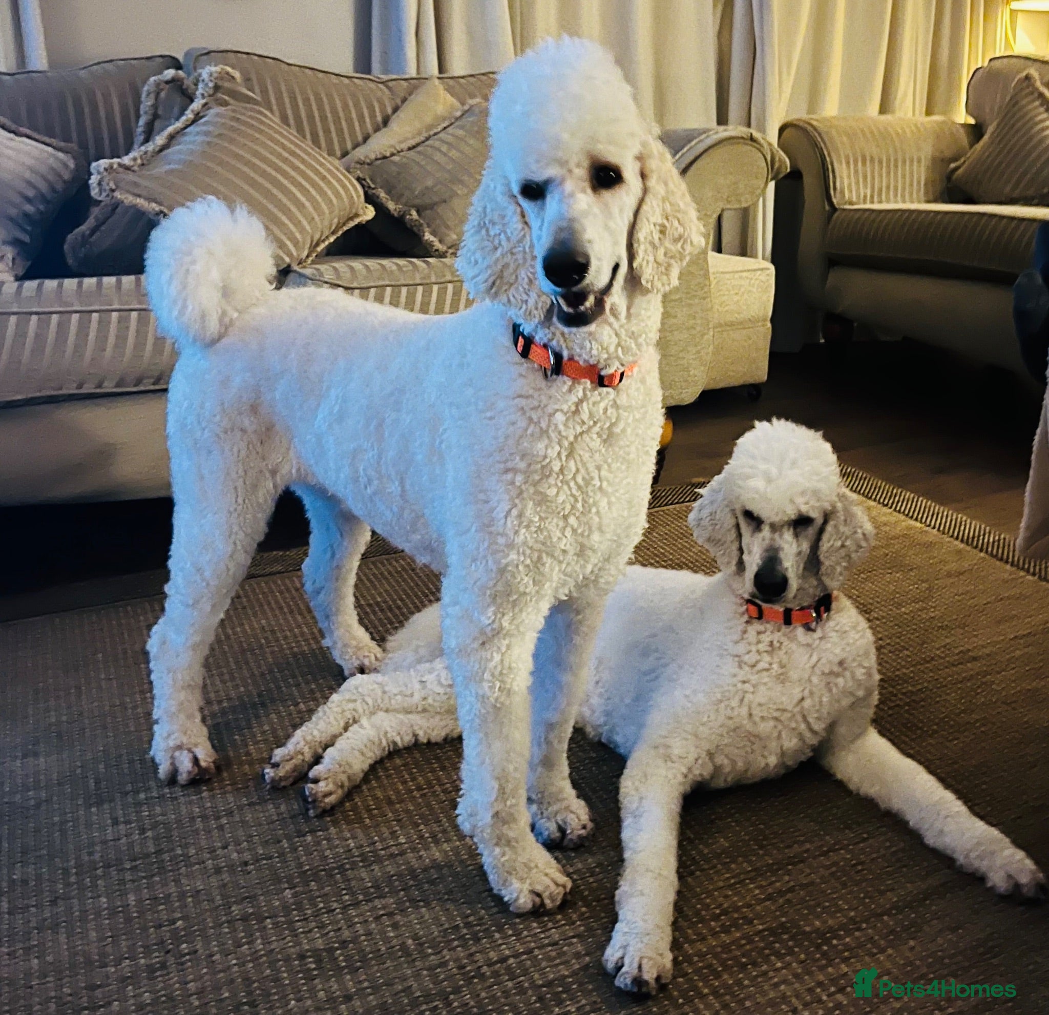 Standard Poodle dogs Stunning litter standard poodles  - Advert 2