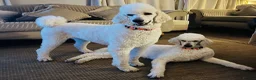 Standard Poodle dogs for sale: Stunning litter standard poodles  - Advert 1