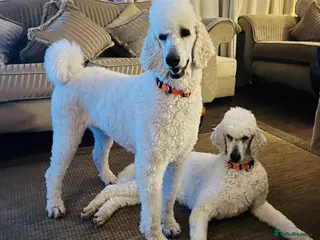 Standard Poodle dogs Stunning litter standard poodles - Advert 2