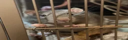 Rat rodents for sale: 4 Male Rats & Cage - Advert 6