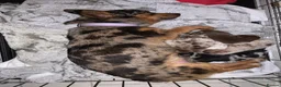 Jack Russell dogs for sale: Jack Russell - Advert 7