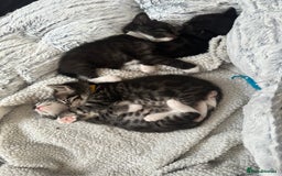 Bengal cats for sale: Queen boo 💕❤️ - Image 8
