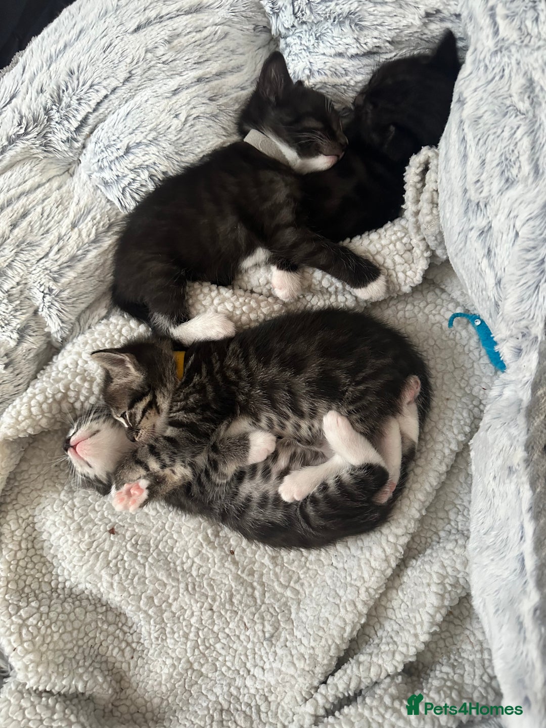 Bengal cats for sale: Queen boo 💕❤️ - Image 8