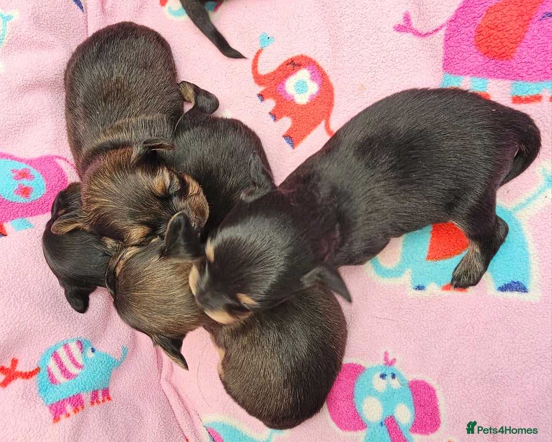 Russian Toy Terrier dogs for sale: Russian toy puppies  - Advert 5