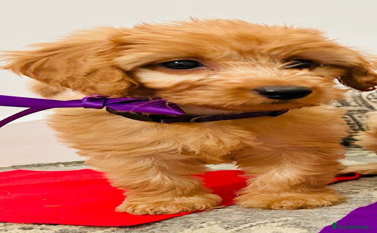 Labradoodle dogs in Milton Keynes - Advert 2