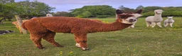Alpaca livestock for sale: Four super BAS registered females for sale - Advert 11