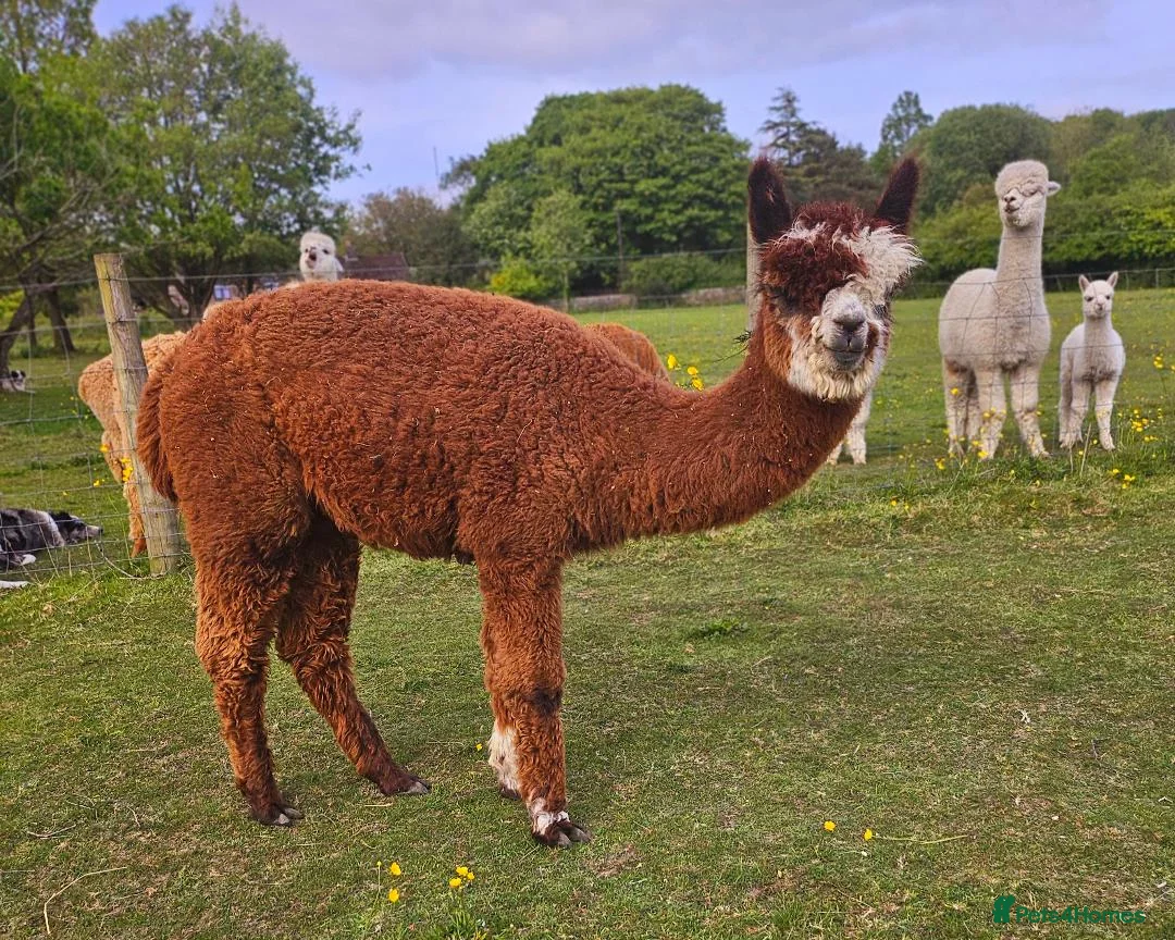 Alpaca livestock for sale: Four super BAS registered females for sale - Advert 11