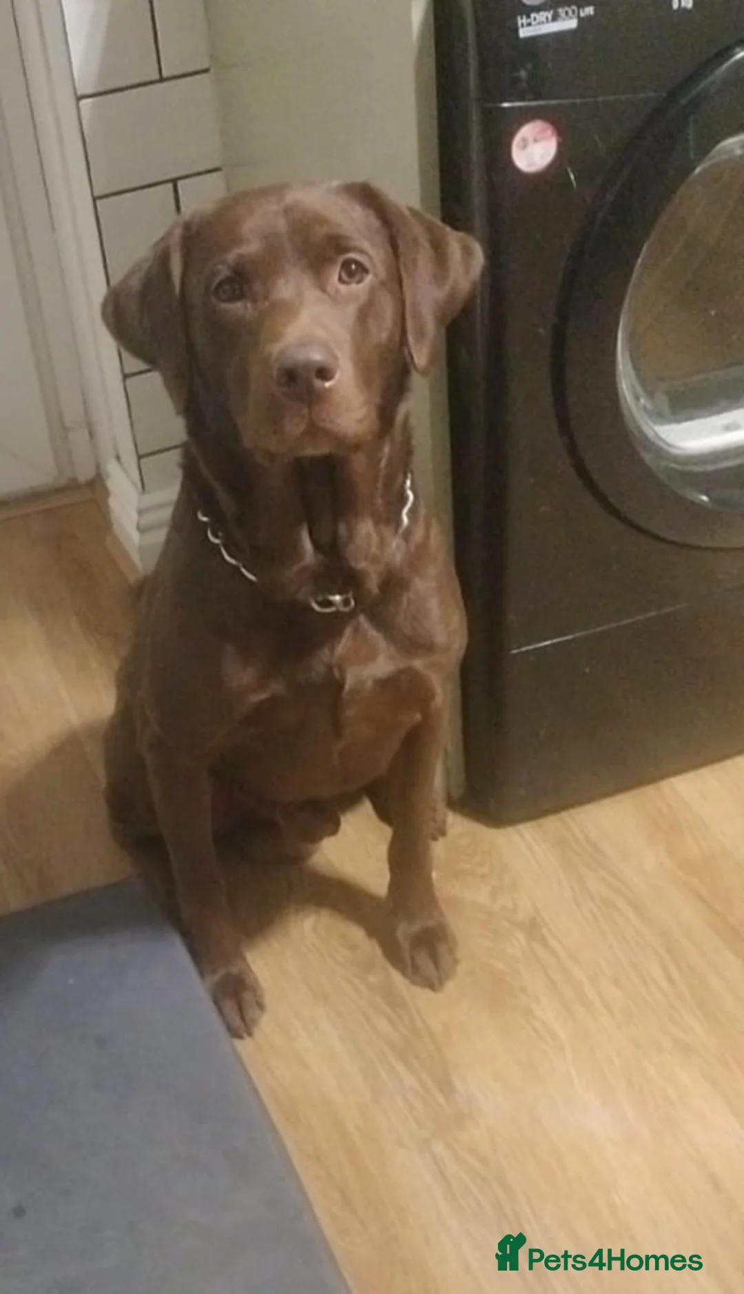 Labrador Retriever dogs for stud: Oscar  - Advert 2