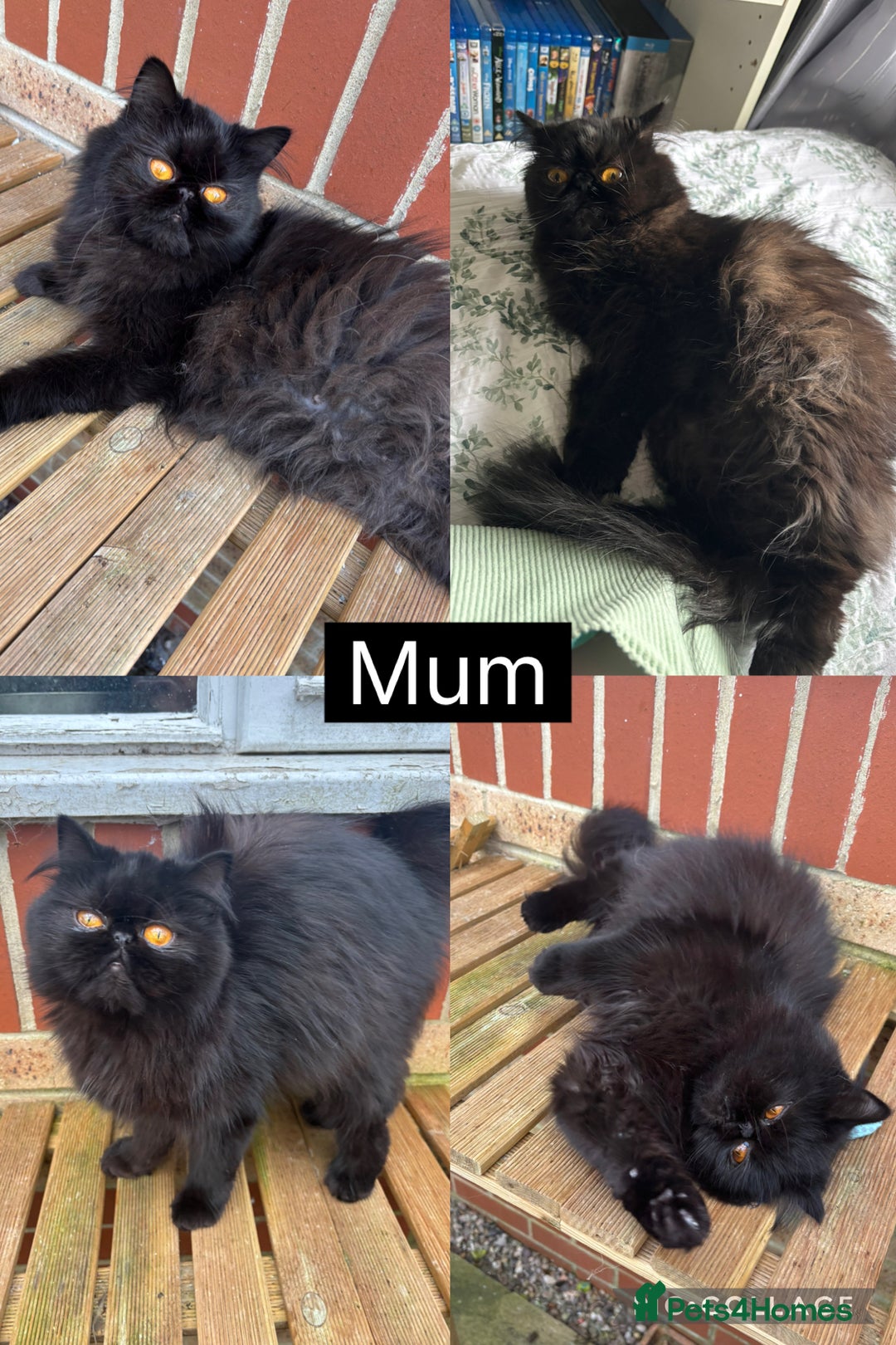 Mixed Breed cats for sale: Beautiful Persian Chinchilla cross kittens  - Image 16