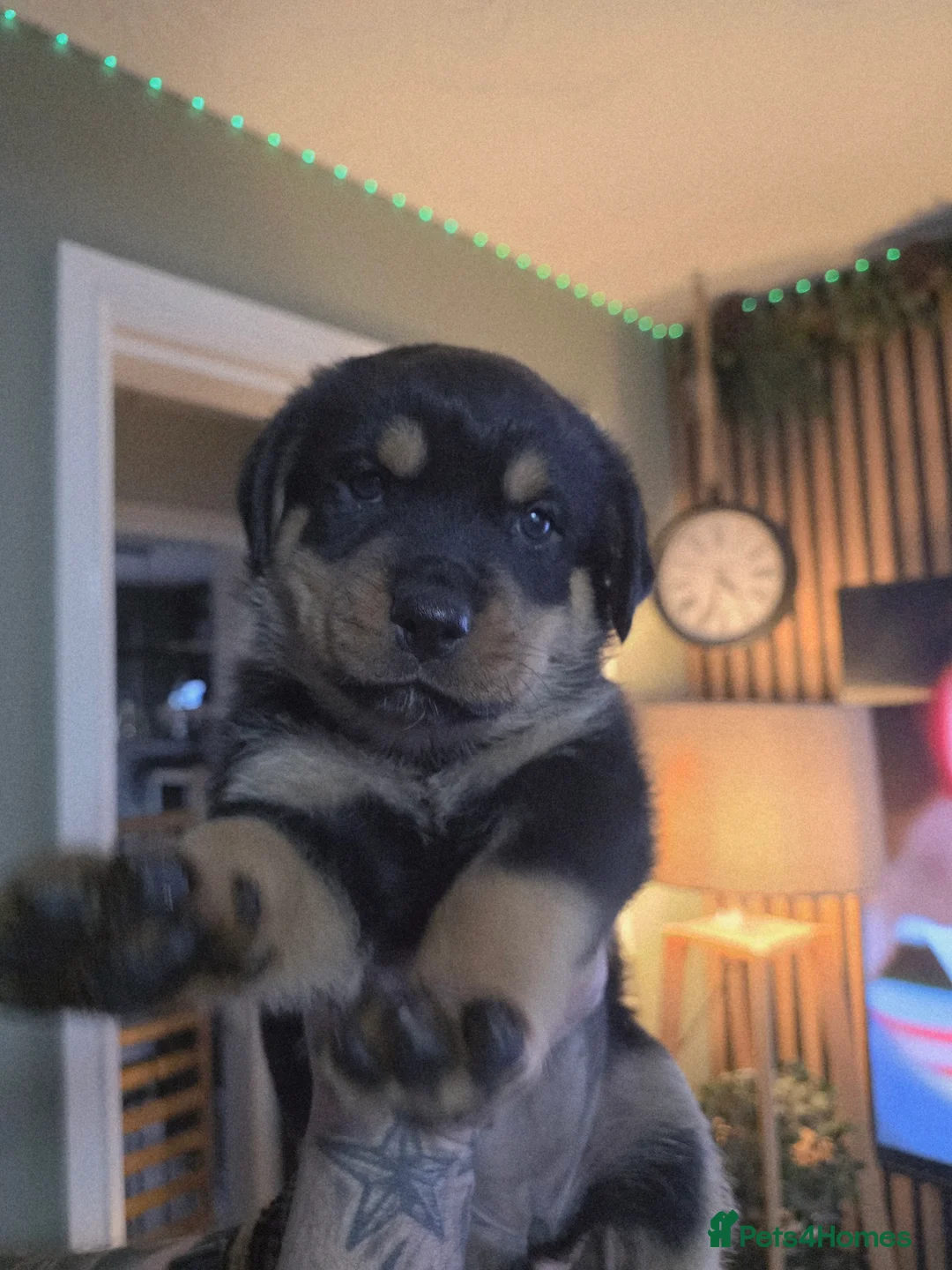 Rottweiler dogs for sale: Stunning chunky Rottweiler puppies  - Advert 5