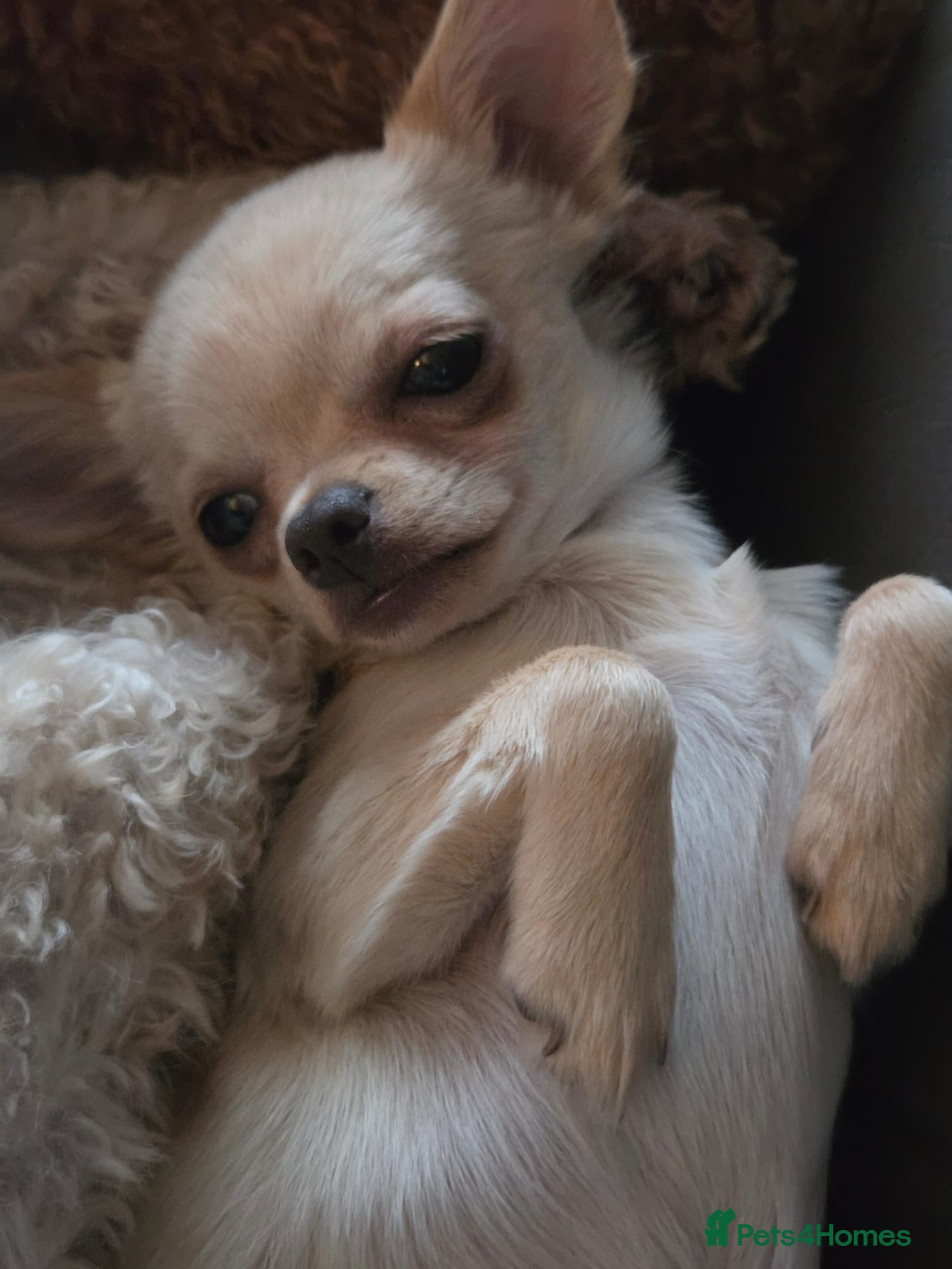 Chihuahua dogs for sale: Puppy chihuahua for sale - Advert 13