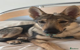 Saarloos Wolfdog dogs for sale: Noodle - Image 9