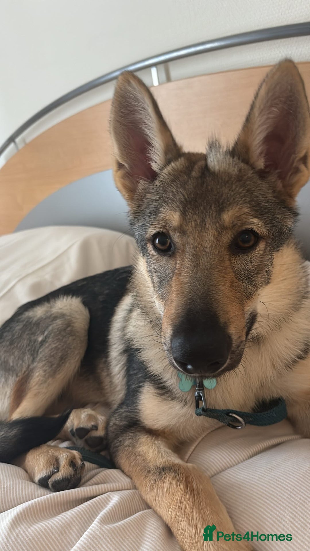 Saarloos Wolfdog dogs for sale: Noodle - Image 9