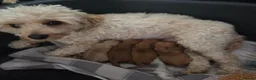 Cavapoochon dogs for sale: Beautiful F1B Toy Cavapoochon Puppies - Advert 16