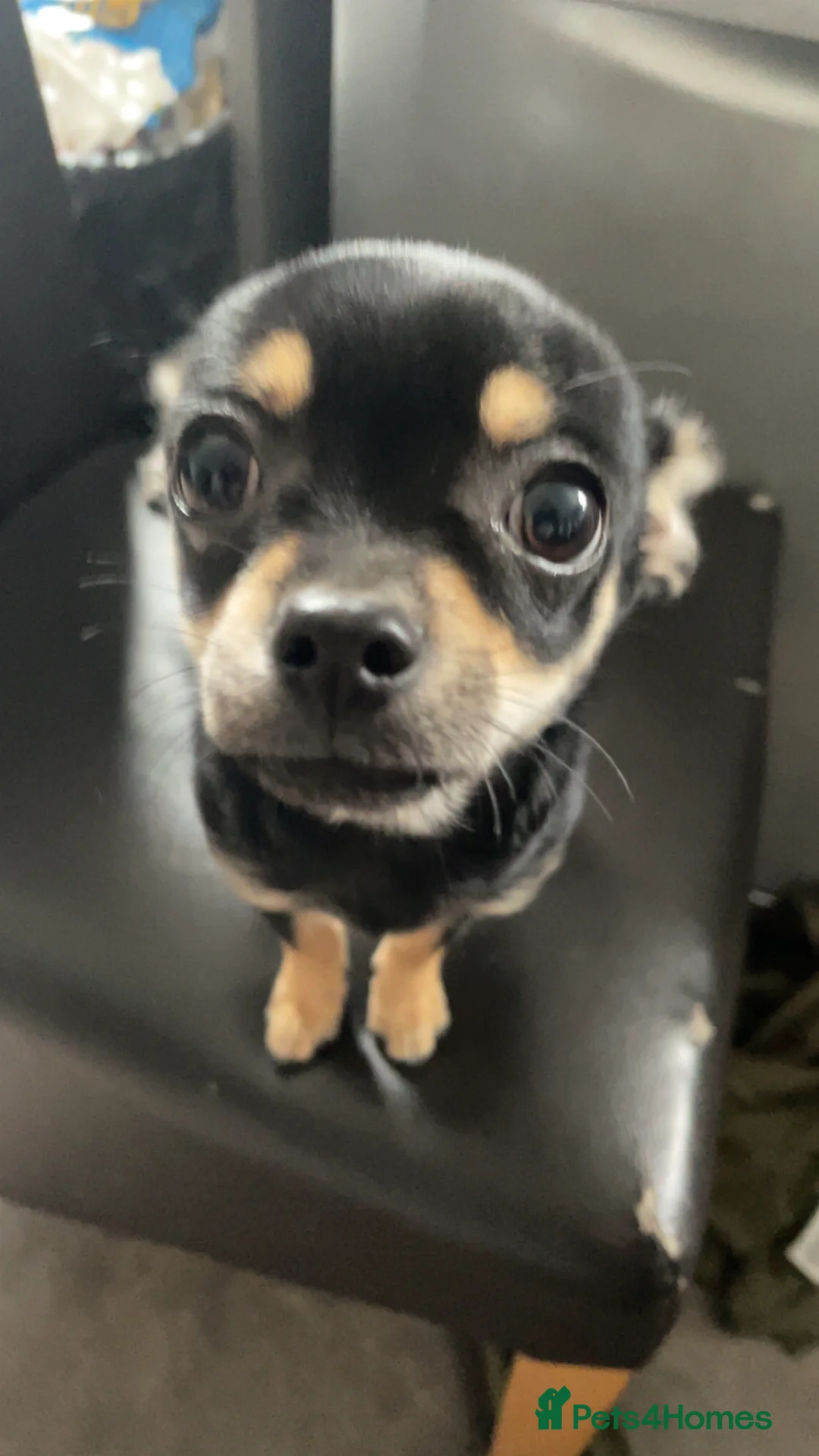 Chihuahua dogs for sale: Pearl head Chihuahua in Liskeard - Advert 1