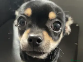 Chihuahua dogs Pearl head Chihuahua in Liskeard - Advert 17