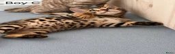 Bengal cats for sale: 🐆 Stunning Bengal Kittens – Gorgeous Rosettes - Advert 13