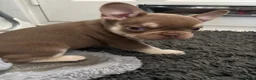 French Bulldog dogs for sale: French bulldog Puppies  - Advert 12