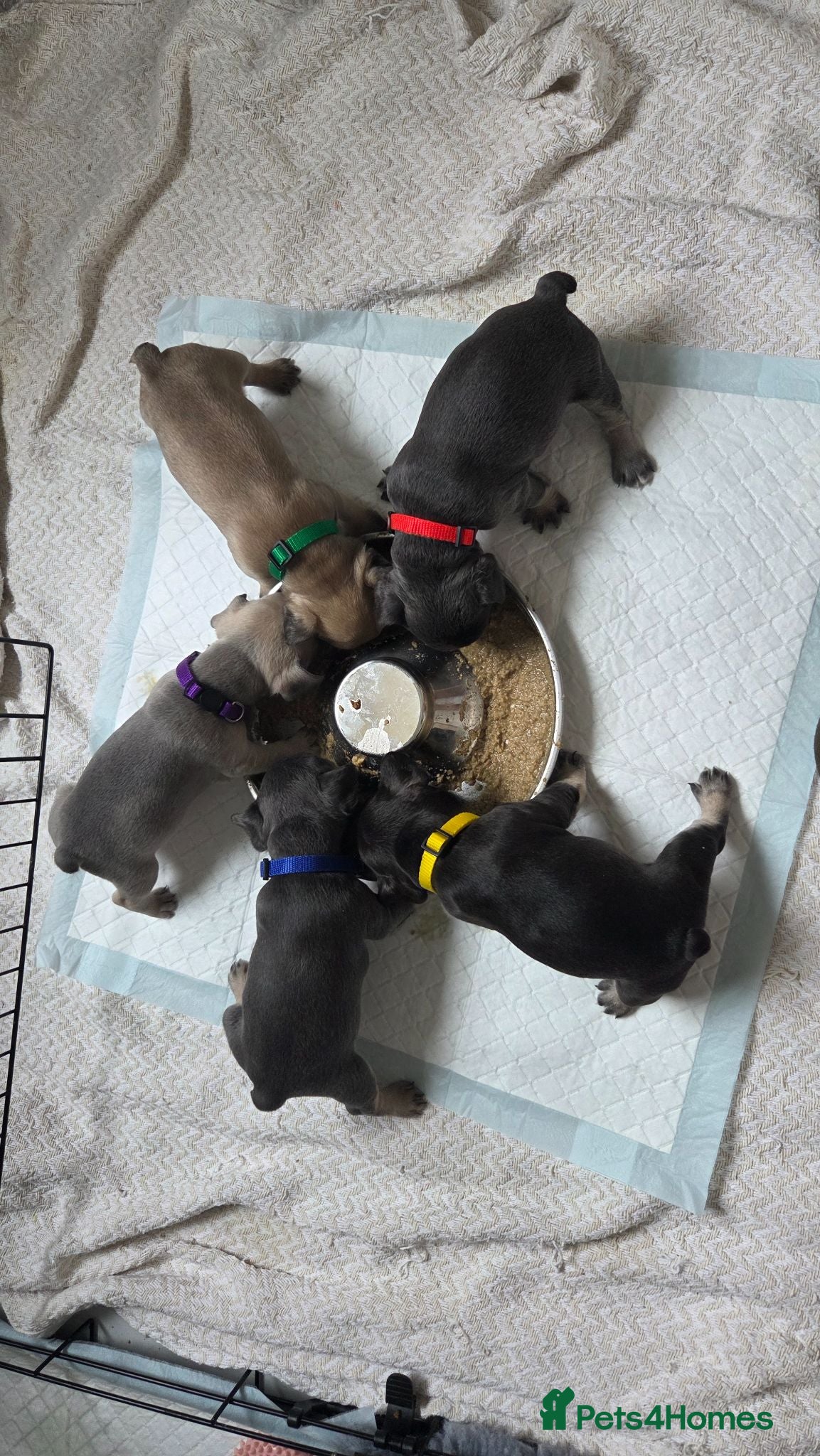 French Bulldog dogs 3 week old frenchies - Advert 15