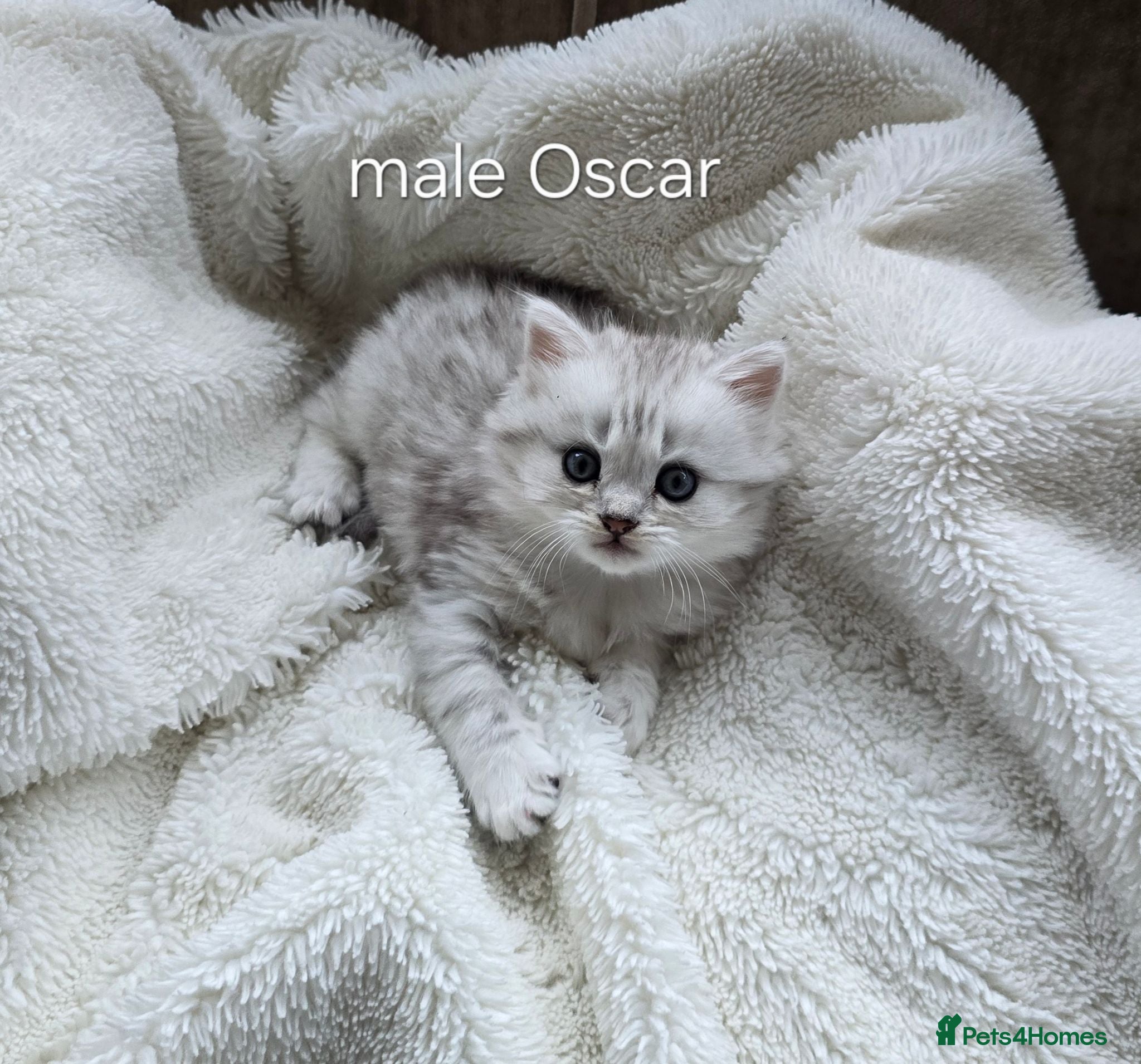 British Longhair cats Most Beautiful British Longhair Kittens - Advert 12