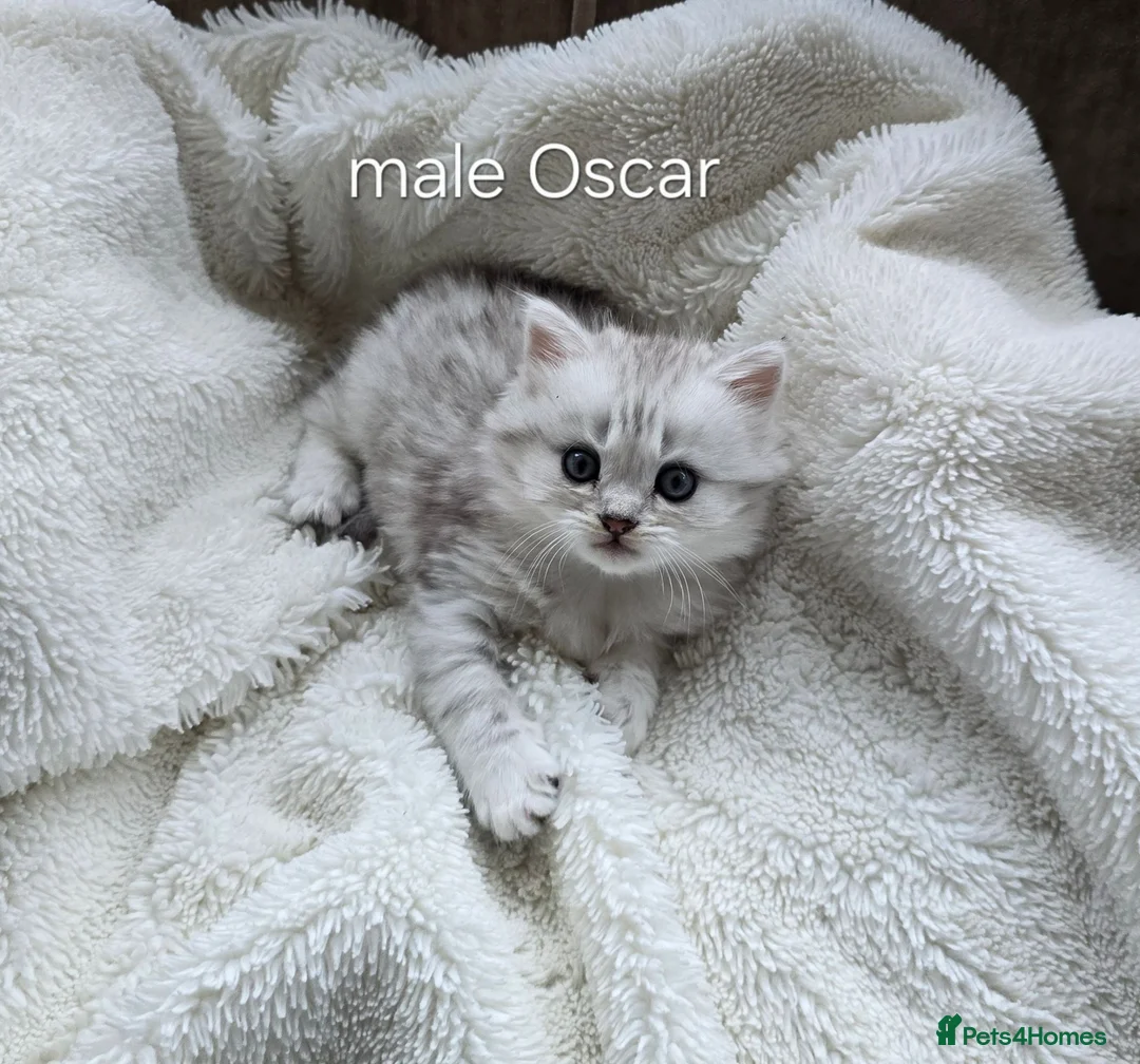 British Longhair cats for sale: Most Beautiful British Longhair Kittens - Advert 1