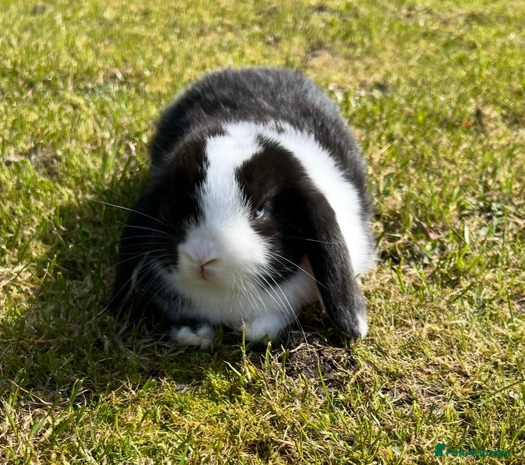 Mini Lop rabbits Mini Lops  - Advert 5