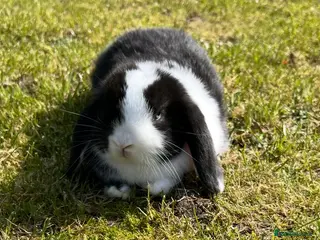 Mini Lop rabbits Mini Lops - Advert 13
