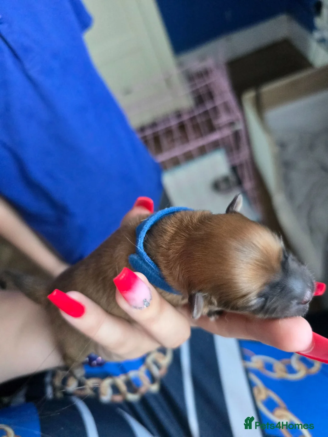 Pomeranian dogs for sale: Pomeranian puppies  - Advert 9