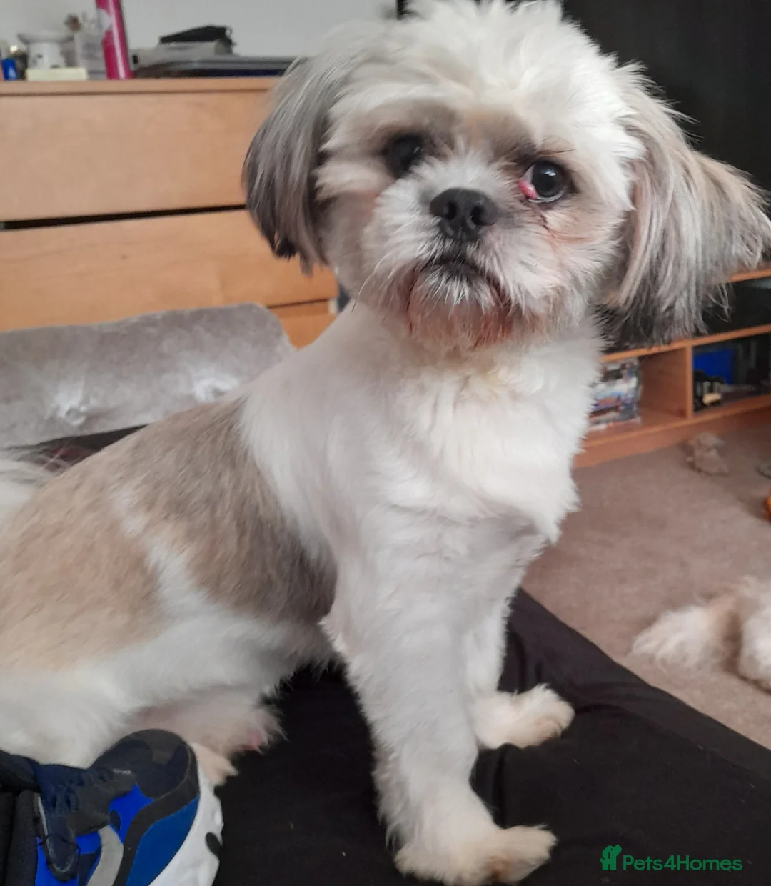 Shih Tzu dogs for stud: Shih tzu stud in Tipton - Advert 4