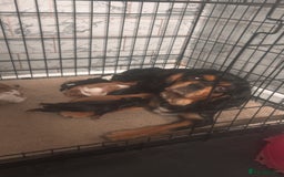 Cavalier King Charles Spaniel dogs for sale: Mixed colour Cavaliers  - Image 3