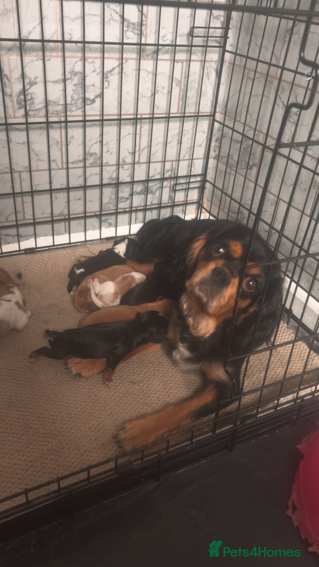 Cavalier King Charles Spaniel dogs for sale: Mixed colour Cavaliers  - Image 3
