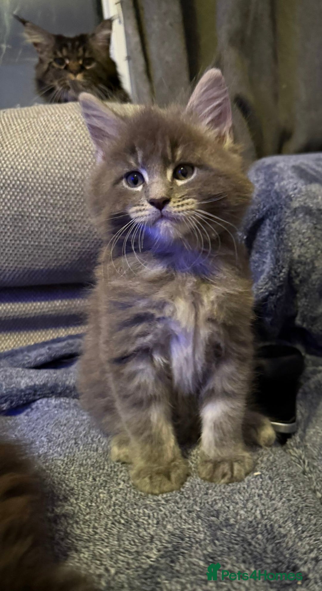 Maine Coon cats for sale: Full Maine coon kittens available  - Advert 26