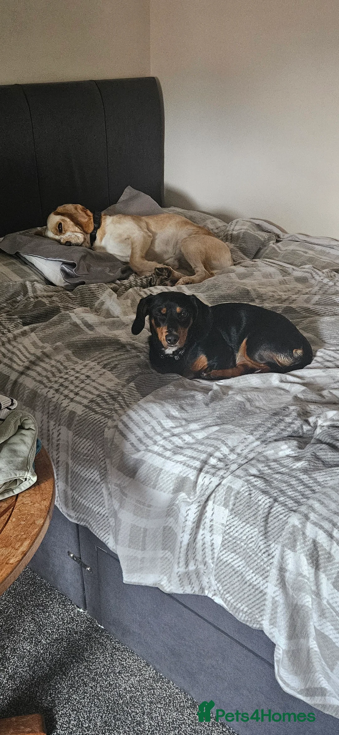 Mixed Breed dogs for sale: Daschund x Cocker Spaniel x Beagle - Advert 8