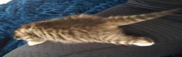 Mixed Breed cats for sale: 4 beautiful kittens  - Advert 4