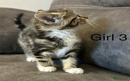 British Shorthair cats for sale: Stunning kittens available  - Image 4