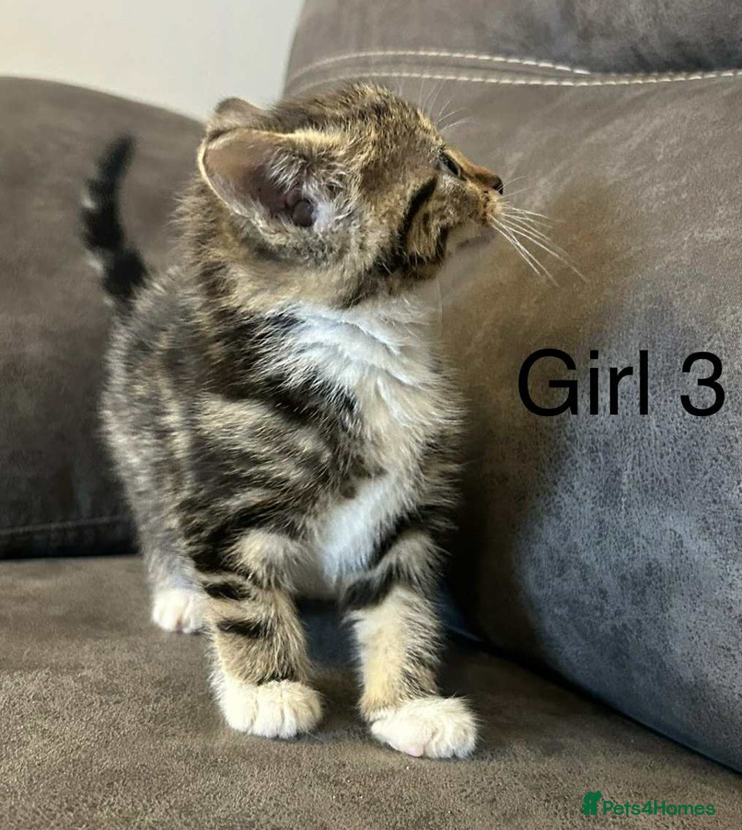British Shorthair cats for sale: Stunning kittens available  - Image 4