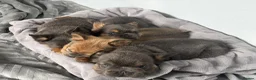 French Bulldog dogs for sale: Fluffy French Bulldog Puppies  - Advert 19