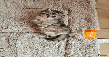 Mixed Breed cats - Advert 2