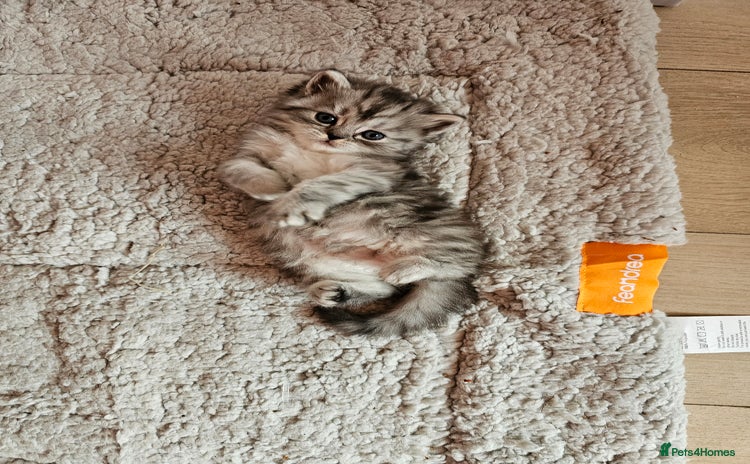 Mixed Breed cats - Advert 1