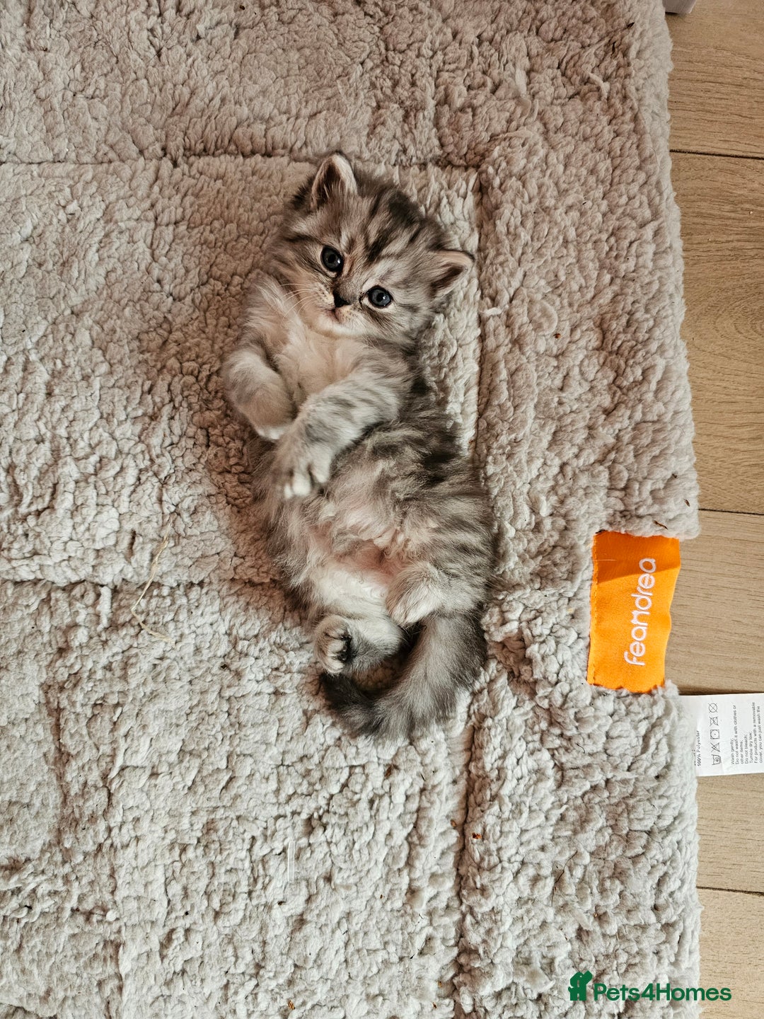 Mixed Breed cats for sale: Persian Chinchilla Cross Kittens - Image 1