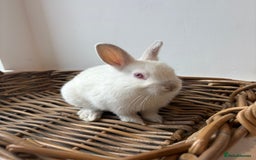 Netherland Dwarf rabbits for sale: 3x boy baby bunnies for sale  - Image 9