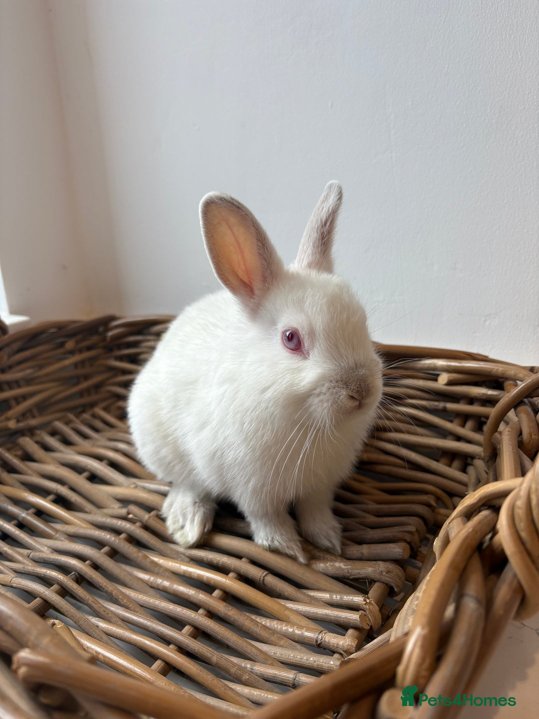 Netherland Dwarf rabbits for sale: 3x boy baby bunnies for sale  - Image 9