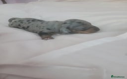 Miniature Dachshund dogs for sale: Miniature dachshund  - Image 1