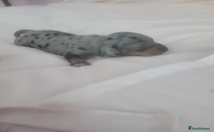 Miniature Dachshund dogs - Advert 1