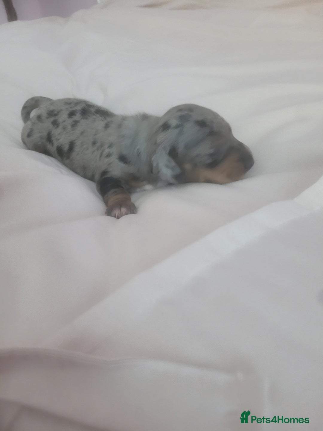 Miniature Dachshund dogs for sale: Miniature dachshund  - Image 1